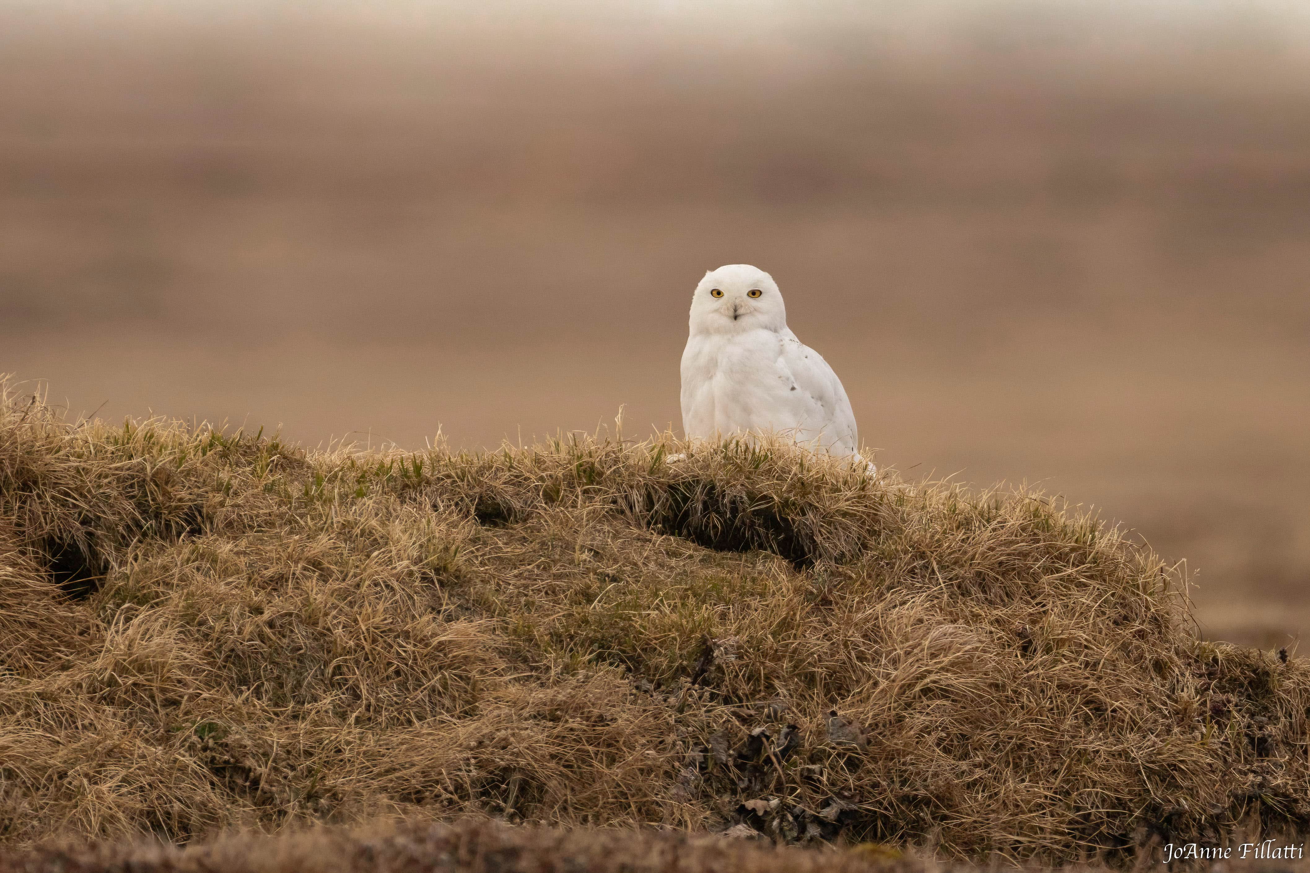 bird of Utqiagvik image 18